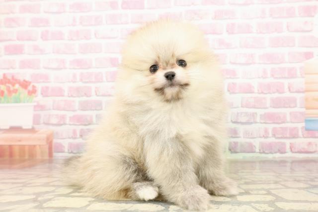 群馬県のポメラニアン (Coo&RIKU伊勢崎店/2025年8月3日生まれ/男の子/クリームセーブル)の子犬の3枚目の画像