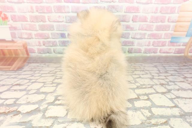 群馬県のポメラニアン (Coo&RIKU伊勢崎店/2025年8月3日生まれ/男の子/クリームセーブル)の子犬の4枚目の画像