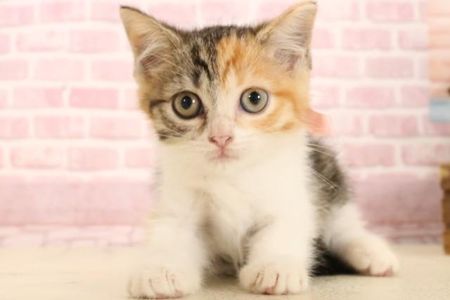 福岡県のマンチカン (Coo&RIKU行橋店/2025年5月22日生まれ/女の子/トービーホワイト)の子猫の1枚目の画像