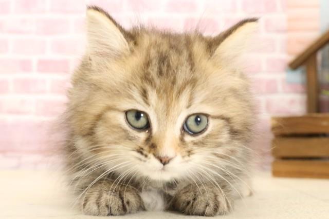 福岡県のミヌエット (Coo&RIKU行橋店/2025年2月28日生まれ/女の子/チンチラゴールデン)の子猫の1枚目の画像