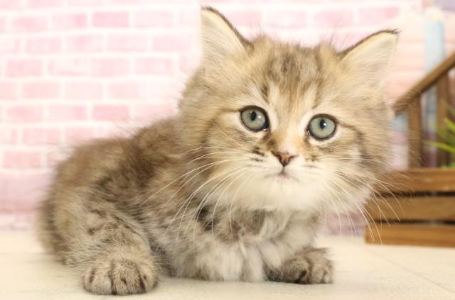 福岡県のミヌエット (Coo&RIKU行橋店/2025年2月28日生まれ/女の子/チンチラゴールデン)の子猫の2枚目の画像