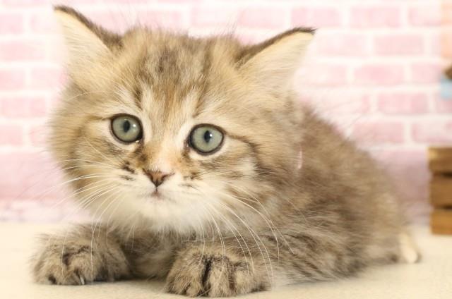 福岡県のミヌエット (Coo&RIKU行橋店/2025年2月28日生まれ/女の子/チンチラゴールデン)の子猫の3枚目の画像
