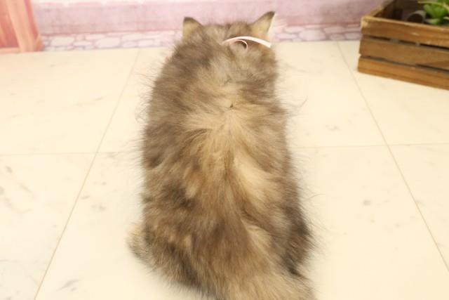 福岡県のミヌエット (Coo&RIKU行橋店/2025年2月28日生まれ/女の子/チンチラゴールデン)の子猫の4枚目の画像