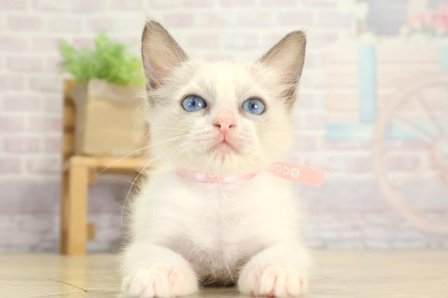 岐阜県のラグドール (Coo&RIKU岐南店/2025年7月17日生まれ/女の子/ブルーポイントバイカラー)の子猫の1枚目の画像