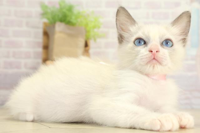 岐阜県のラグドール (Coo&RIKU岐南店/2025年7月17日生まれ/女の子/ブルーポイントバイカラー)の子猫の2枚目の画像