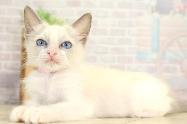 岐阜県のラグドール (Coo&RIKU岐南店/2025年7月17日生まれ/女の子/ブルーポイントバイカラー)の子猫の3枚目の画像