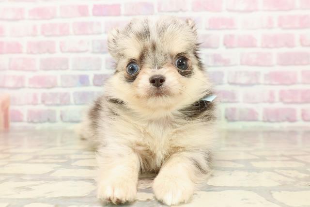 東京都のチワワ(ロング) (Coo&RIKU三軒茶屋店/2025年7月5日生まれ/男の子/ブルーマール)の子犬の1枚目の画像