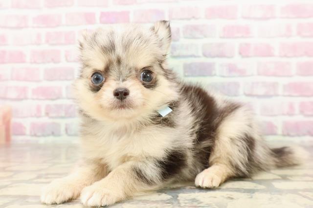 東京都のチワワ(ロング) (Coo&RIKU三軒茶屋店/2025年7月5日生まれ/男の子/ブルーマール)の子犬の2枚目の画像