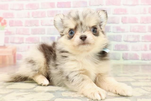 東京都のチワワ(ロング) (Coo&RIKU三軒茶屋店/2025年7月5日生まれ/男の子/ブルーマール)の子犬の3枚目の画像