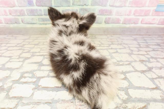 東京都のチワワ(ロング) (Coo&RIKU三軒茶屋店/2025年7月5日生まれ/男の子/ブルーマール)の子犬の4枚目の画像