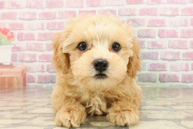 新潟県のトイプードル(トイ) (Coo&RIKU新潟東店/2025年4月4日生まれ/女の子/アプリコット)の子犬の1枚目の画像