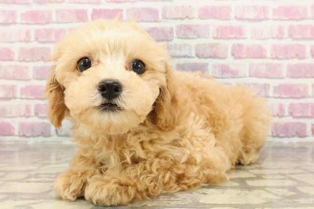 新潟県のトイプードル(トイ) (Coo&RIKU新潟東店/2025年4月4日生まれ/女の子/アプリコット)の子犬の2枚目の画像