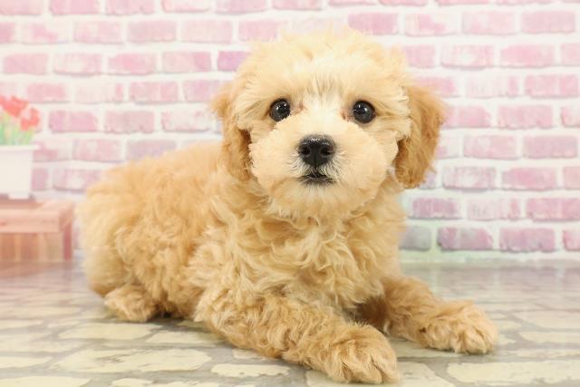 新潟県のトイプードル(トイ) (Coo&RIKU新潟東店/2025年4月4日生まれ/女の子/アプリコット)の子犬の3枚目の画像