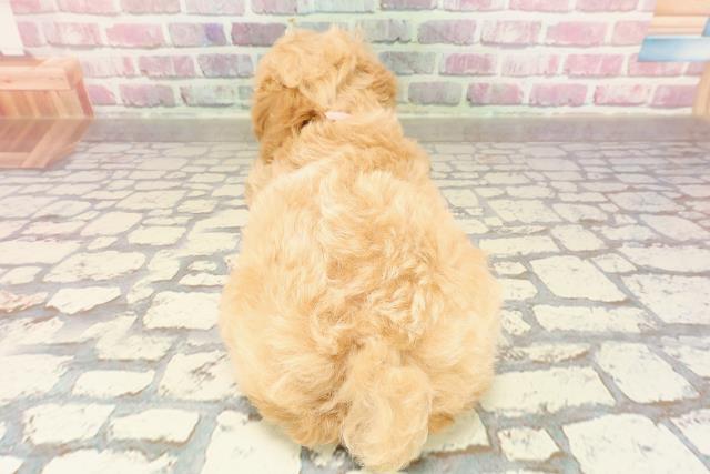 新潟県のトイプードル(トイ) (Coo&RIKU新潟東店/2025年4月4日生まれ/女の子/アプリコット)の子犬の4枚目の画像