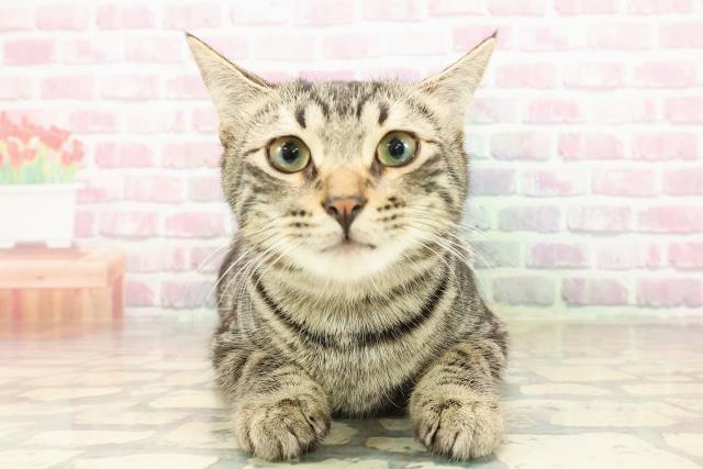 埼玉県のアメリカンカール (Coo&RIKU所沢店/2025年4月17日生まれ/男の子/ブラウンタビー)の子猫の1枚目の画像
