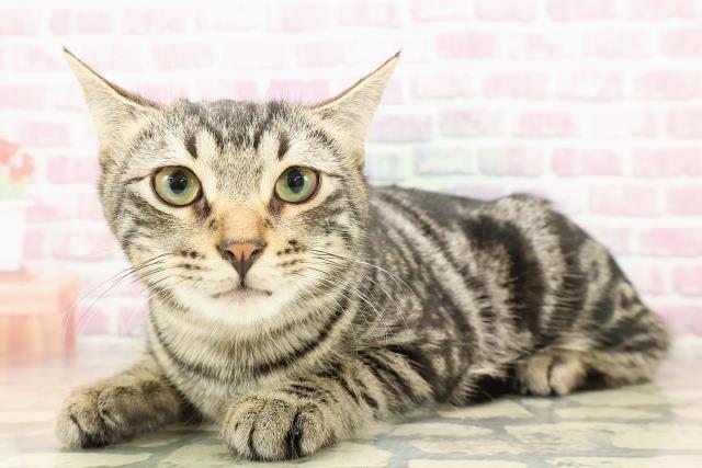 埼玉県のアメリカンカール (Coo&RIKU所沢店/2025年4月17日生まれ/男の子/ブラウンタビー)の子猫の2枚目の画像
