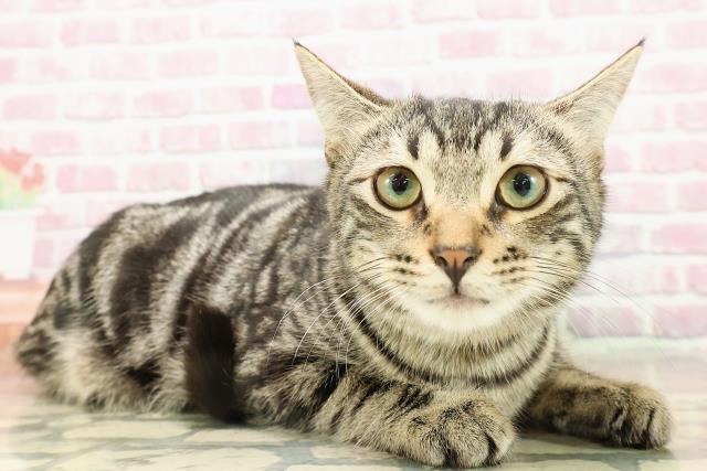 埼玉県のアメリカンカール (Coo&RIKU所沢店/2025年4月17日生まれ/男の子/ブラウンタビー)の子猫の3枚目の画像