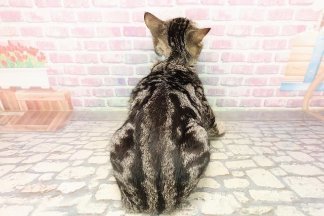 埼玉県のアメリカンカール (Coo&RIKU所沢店/2025年4月17日生まれ/男の子/ブラウンタビー)の子猫の4枚目の画像