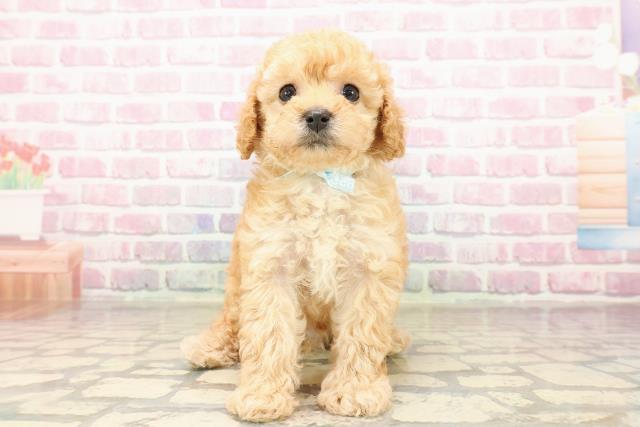 神奈川県のトイプードル(トイ) (Coo&RIKUパウ川崎店/2025年8月4日生まれ/男の子/オレンジフォーン)の子犬