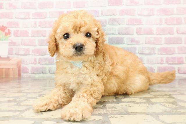 神奈川県のトイプードル(トイ) (Coo&RIKUパウ川崎店/2025年8月4日生まれ/男の子/オレンジフォーン)の子犬の2枚目の画像