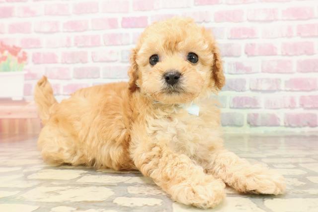 神奈川県のトイプードル(トイ) (Coo&RIKUパウ川崎店/2025年8月4日生まれ/男の子/オレンジフォーン)の子犬の3枚目の画像