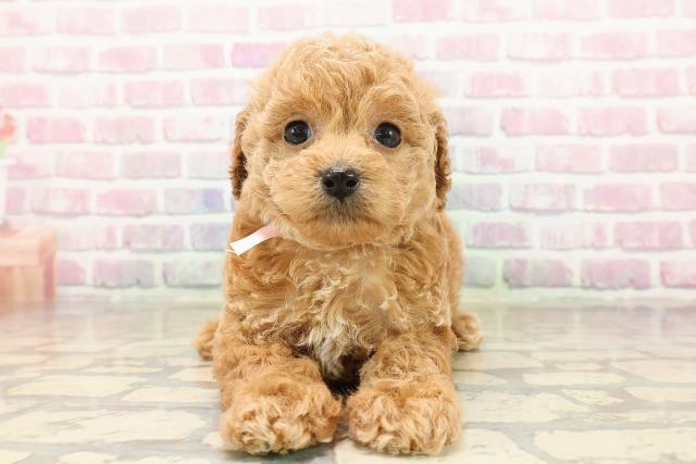 東京都のトイプードル(トイ) (Coo&RIKU浅草店/2025年8月4日生まれ/女の子/オレンジフォーン)の子犬