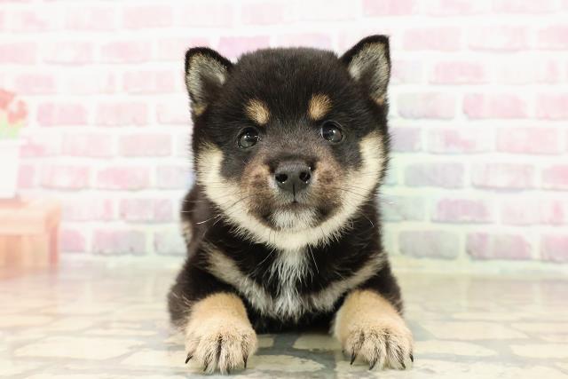 東京都の豆柴 (Coo&RIKU赤坂店/2025年8月6日生まれ/男の子/黒)の子犬の1枚目の画像