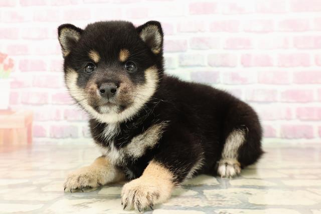 東京都の豆柴 (Coo&RIKU赤坂店/2025年8月6日生まれ/男の子/黒)の子犬の2枚目の画像