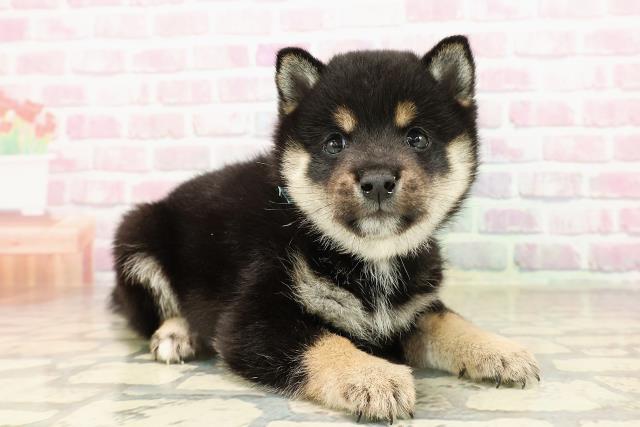 東京都の豆柴 (Coo&RIKU赤坂店/2025年8月6日生まれ/男の子/黒)の子犬の3枚目の画像