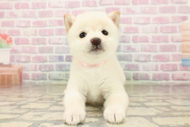 東京都の豆柴 (Coo&RIKU中野サンモール店/2025年8月6日生まれ/女の子/白)の子犬
