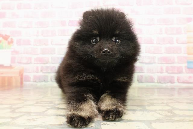 栃木県のポメラニアン (Coo&RIKUイオンタウン佐野店/2025年8月5日生まれ/女の子/ブラックタン)の子犬の1枚目の画像