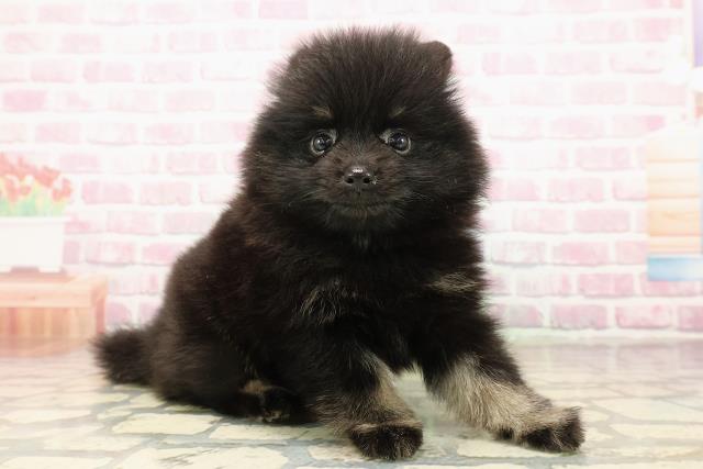 栃木県のポメラニアン (Coo&RIKUイオンタウン佐野店/2025年8月5日生まれ/女の子/ブラックタン)の子犬の3枚目の画像