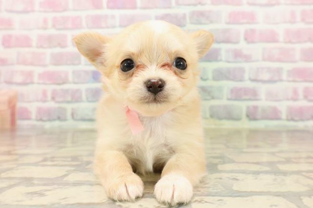 東京都のチワワ(ロング) (Coo&RIKU大久保店/2025年8月6日生まれ/女の子/クリームホワイト)の子犬
