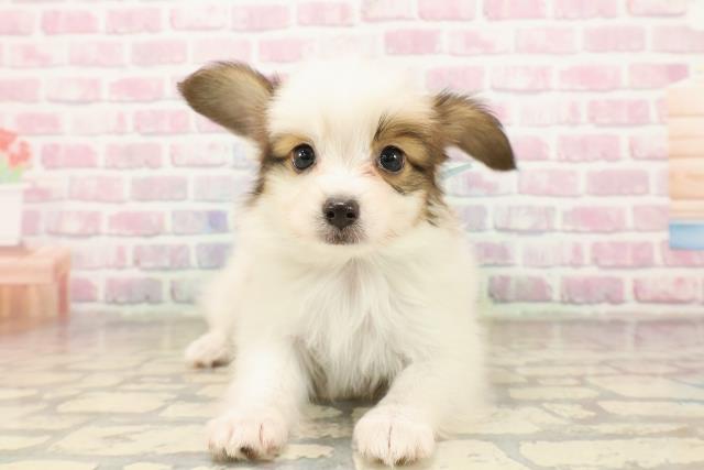 静岡県のパピヨン (Coo&RIKU沼津店/2025年8月4日生まれ/男の子/ホワイトブラウン)の子犬の1枚目の画像