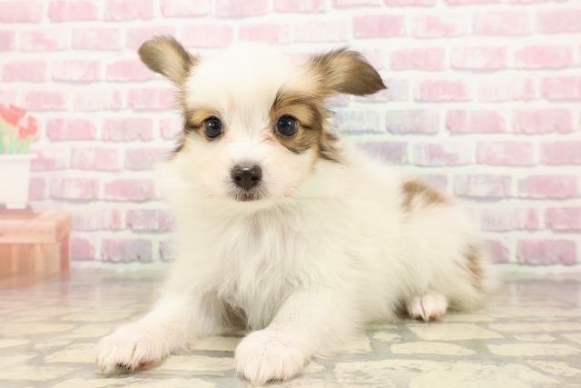 静岡県のパピヨン (Coo&RIKU沼津店/2025年8月4日生まれ/男の子/ホワイトブラウン)の子犬の2枚目の画像