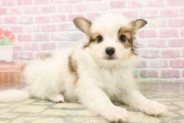 静岡県のパピヨン (Coo&RIKU沼津店/2025年8月4日生まれ/男の子/ホワイトブラウン)の子犬の3枚目の画像