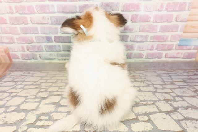 静岡県のパピヨン (Coo&RIKU沼津店/2025年8月4日生まれ/男の子/ホワイトブラウン)の子犬の4枚目の画像