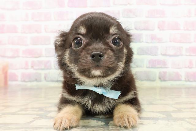 東京都のチワワ(ロング) (Coo&RIKU広尾店/2025年8月1日生まれ/男の子/ブラックタン)の子犬