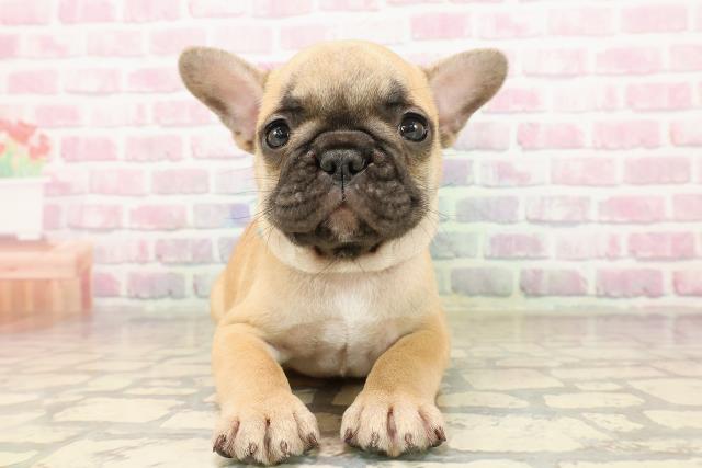 東京都のフレンチブルドッグ (Coo&RIKU足立本店/2025年8月5日生まれ/男の子/フォーン)の子犬
