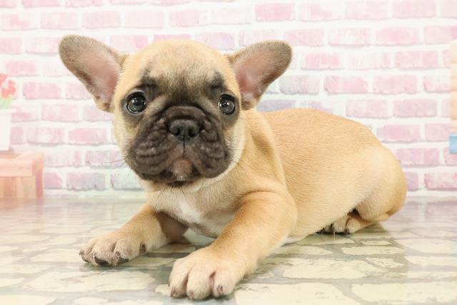 東京都のフレンチブルドッグ (Coo&RIKU足立本店/2025年8月5日生まれ/男の子/フォーン)の子犬の2枚目の画像