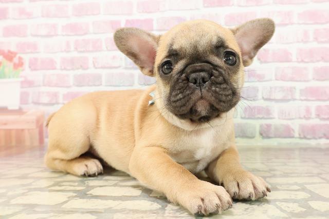 東京都のフレンチブルドッグ (Coo&RIKU足立本店/2025年8月5日生まれ/男の子/フォーン)の子犬の3枚目の画像