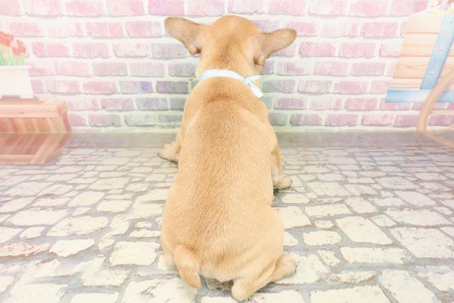 東京都のフレンチブルドッグ (Coo&RIKU足立本店/2025年8月5日生まれ/男の子/フォーン)の子犬の4枚目の画像