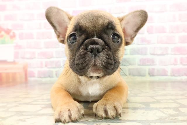 東京都のフレンチブルドッグ (Coo&RIKU中野サンモール店/2025年8月5日生まれ/女の子/フォーン)の子犬
