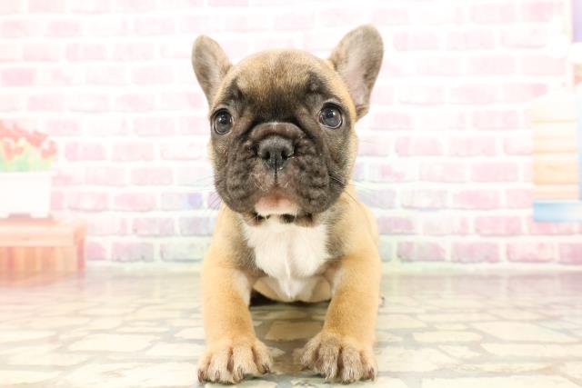 栃木県のフレンチブルドッグ (Coo&RIKU宇都宮店/2025年8月5日生まれ/女の子/フォーン)の子犬の1枚目の画像