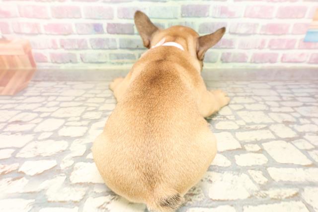 栃木県のフレンチブルドッグ (Coo&RIKU宇都宮店/2025年8月5日生まれ/女の子/フォーン)の子犬の4枚目の画像