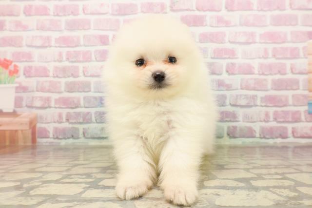 栃木県のポメラニアン (Coo&RIKU足利店/2025年8月6日生まれ/男の子/クリーム)の子犬