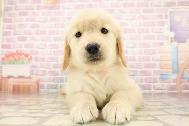 東京都のゴールデンレトリバー (Coo&RIKU足立本店/2025年7月28日生まれ/女の子/ゴールデン)の子犬の1枚目の画像