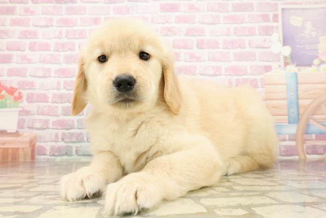 東京都のゴールデンレトリバー (Coo&RIKU足立本店/2025年7月28日生まれ/女の子/ゴールデン)の子犬の2枚目の画像