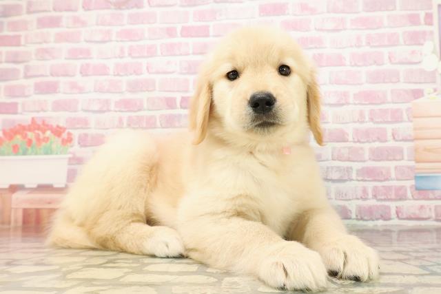 東京都のゴールデンレトリバー (Coo&RIKU足立本店/2025年7月28日生まれ/女の子/ゴールデン)の子犬の3枚目の画像