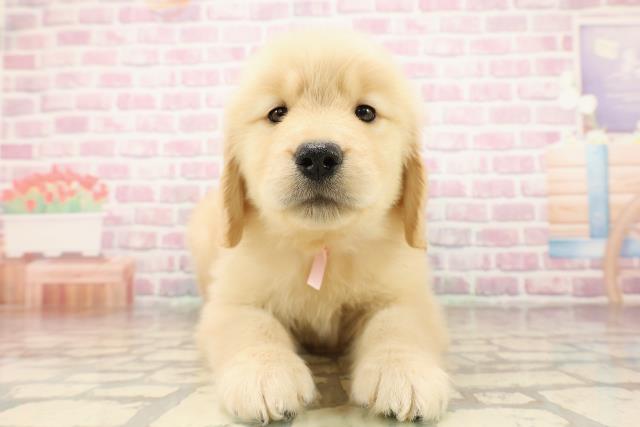 埼玉県のゴールデンレトリバー (Coo&RIKU桶川店/2025年7月28日生まれ/女の子/ゴールデン)の子犬の1枚目の画像